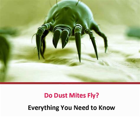 Do Dust Mites Fly All About Dust Mites