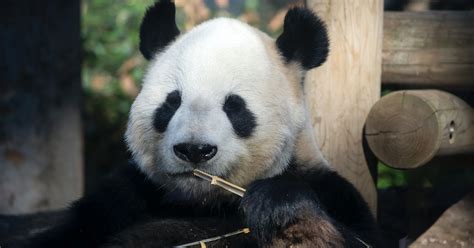 Lu Lu Breaks His Own Panda Sex Record With A New Partner And An Epic