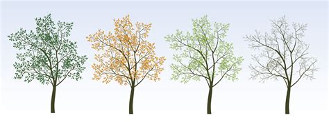 How Seasons Affect And Change A Trees Behaviour Artemis Tree Services
