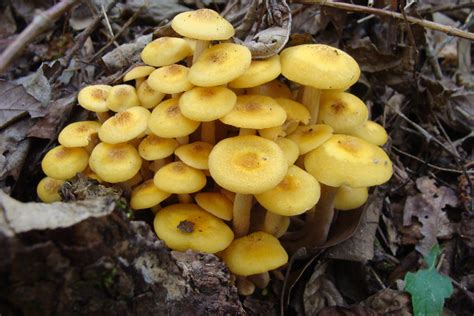 Different Types Of Honey Mushrooms Identifying Mushrooms