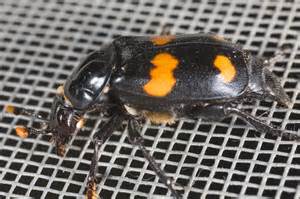 Sexton Beetle Nicrophorus Orbicollis Bugguidenet