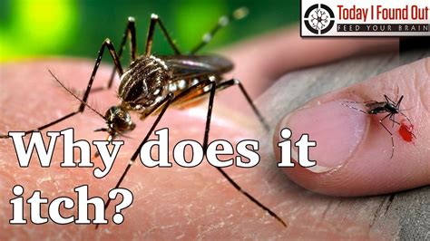 A terabyte is approximately one trillion bytes, or 1,000 gigabytes. Why do Mosquito Bites Itch? - YouTube