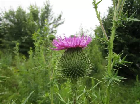 5 Effective Ways To Get Rid Of Thistle The Practical Planter
