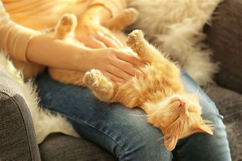 7 Anzeichen Dass Ihre Katze Ihre Seelenverwandte Ist
