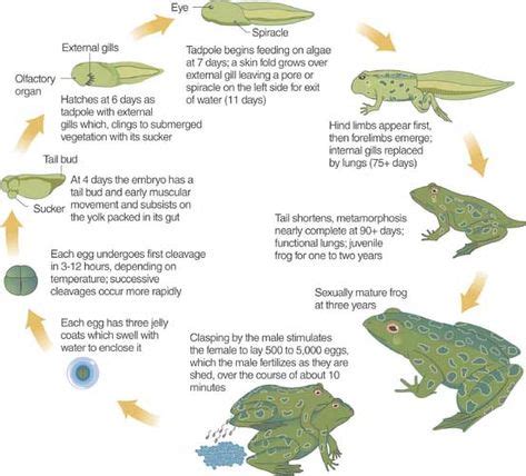 Amphibian S Life Cycle With Images Amphibian Life Cycle Life