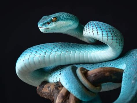 Las Serpientes Más Impresionantes De La Naturaleza Fotos De