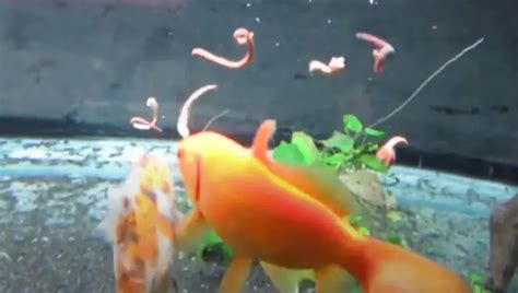 What Do Goldfish Eat Complete Guide To Feeding Goldfish