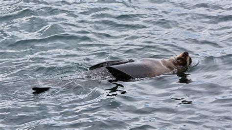 Free Images Sea Ocean Wave Seals Vertebrate Dolphin Harbor Seal