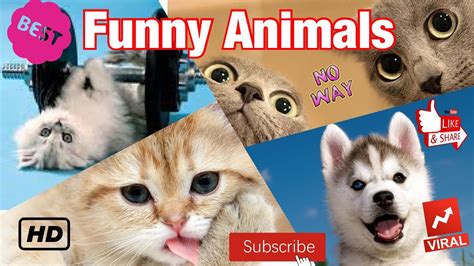 🐑 Funniest Animals 🐼 Try Not To Laugh 😁 Funny Domestic And Wild
