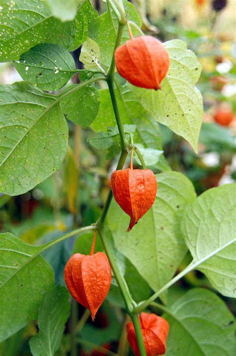 How To Plant And Grow Chinese Lantern Plant