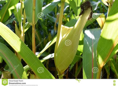 growing corn stock image image of golden foodstuff 77006875