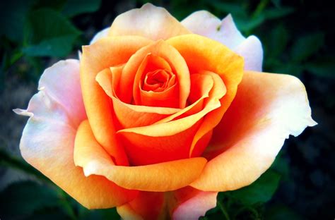 Rose Orange Nature · Photo Gratuite Sur Pixabay