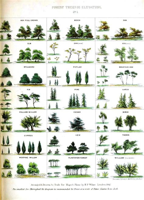 Cedar Tree Identification Uk Doretha August