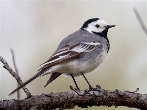 The Pied Wagtail Is Predominately A Bird Of The British Isles It Is