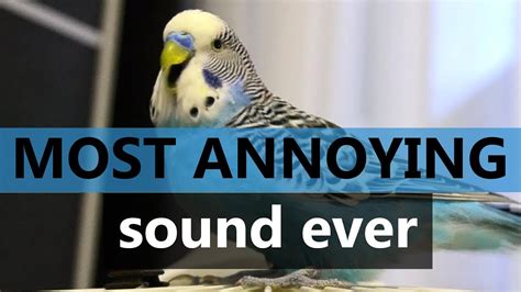Most Annoying Sound Ever Budgie Bird Cookie Youtube