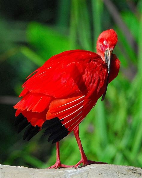 Scarlet Ibis Animalz Pinterest