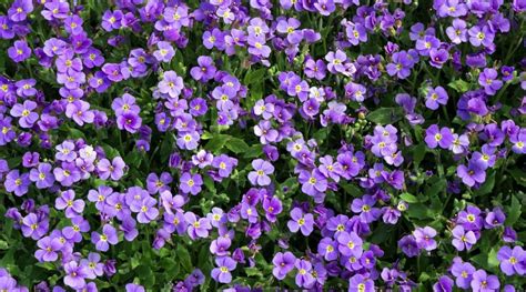 23 Fast Growing Ground Covers For Sloping Gardens