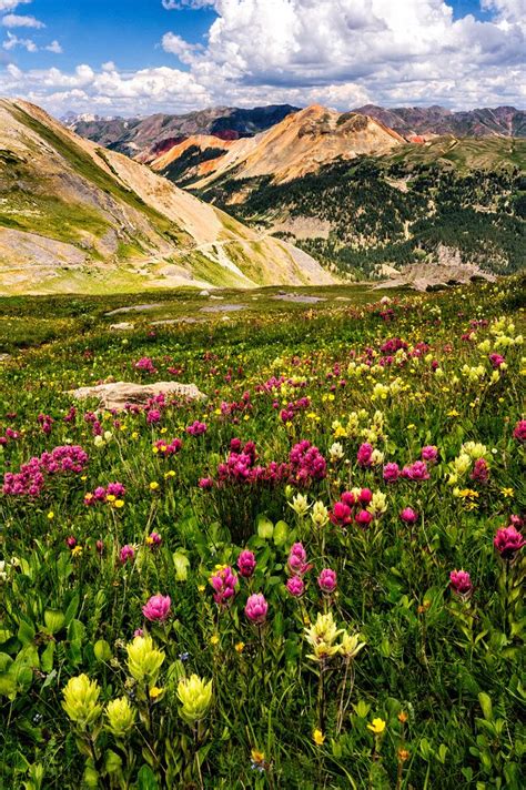 Wildflowers Red Mountain From Porphyry Basin Wanderlust Travel