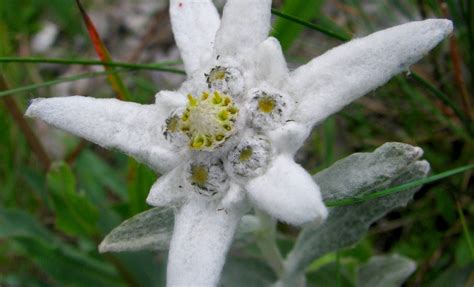 Un buchet foarte vesel si relaxat, din margarete, trandafiri de gradina si bouvardia parfumata. Floarea De Colt Sarbatorita De Google Stii Ce Varsta Are