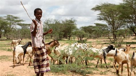 To Survive Herders Become Farmers In Northern Kenya