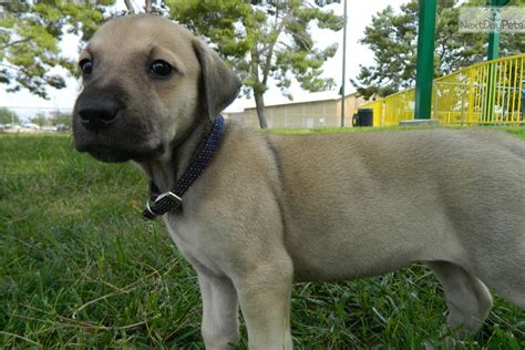 Black mouth cur puppies are—of course—completely adorable! Black Mouth Cur puppy for sale near Las Vegas, Nevada ...