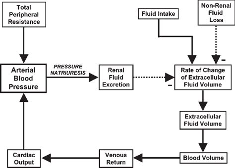 Regulation Of The Long Term Level Of Arterial Blood Pressure By The