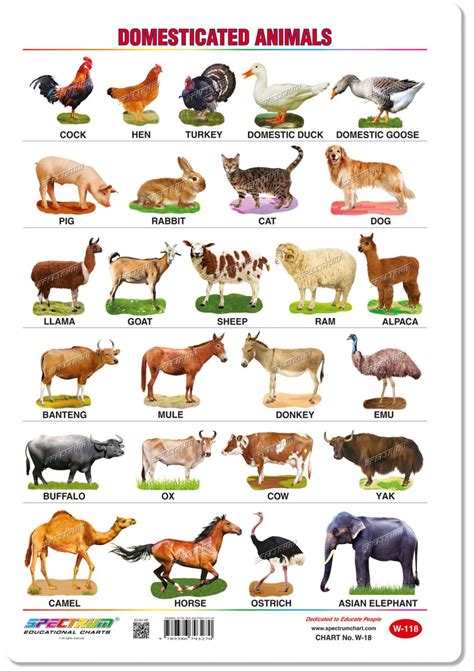 Pet Animals Chart Ubicaciondepersonascdmxgobmx