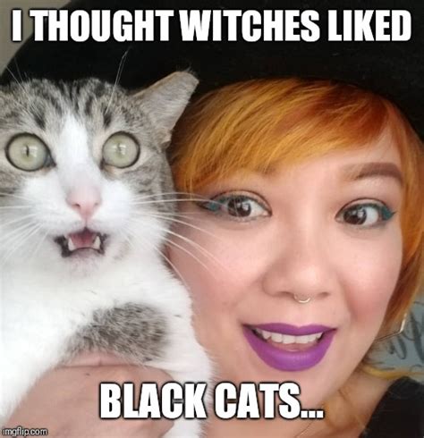 Image Tagged In Funny Catscatsgoth Memeshalloweenpets Imgflip