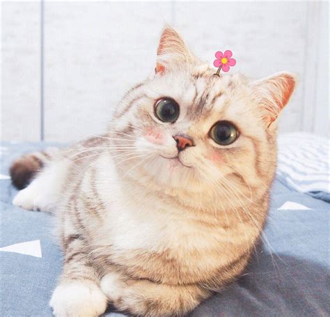 Mèo Xinh đáng Yêu Với Hình ảnh Avatar đáng Yêu