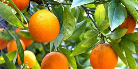 Citrus X Sinensis Et Les Oranges De Lagrume Au Zeste La Nouvelle
