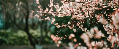 Cherry Blossom Wallpaper 4k Bokeh Blur Background Selective Focus
