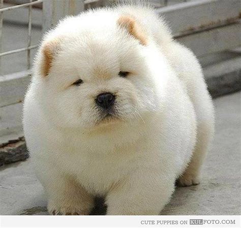 Chubby And Fluffy Cute And Funny White Puppy Being Fluffy And Chubby