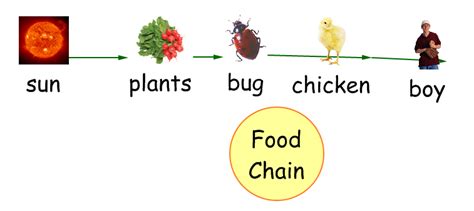 A food chain is a connection of links, but the links are plants and animals that. Science online: The energy paths through the living ...