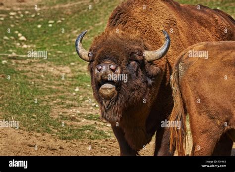 Closeup Of A Roaring European Bison Bison Bonasus Male Bull Buffalo