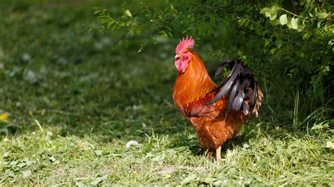 Rooster Free Stock Photo Public Domain Pictures