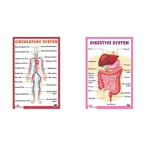 Buy Circulatory System Thick Laminated Primary Chart Wall Chart Sexiz Pix