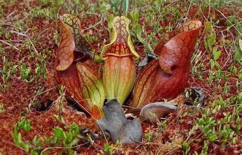 Sarracenia Purpurea Commonly Known As The Purple Pitcher Plant