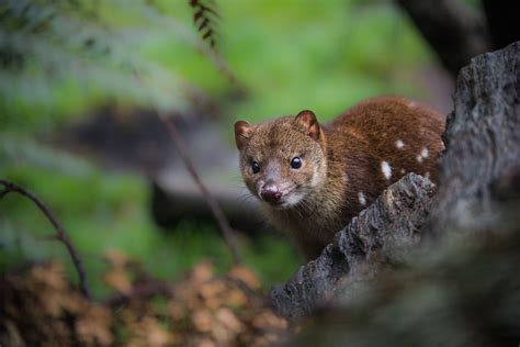 Spotted Quoll Sean Crane Photography