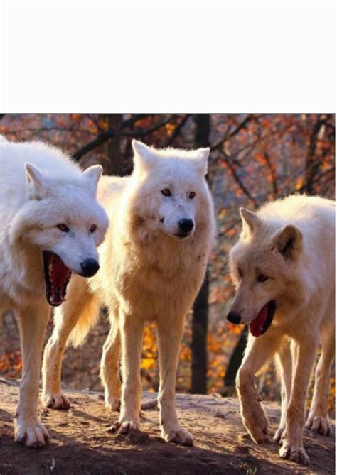 Laughing Wolves With White Space Memes Imgflip