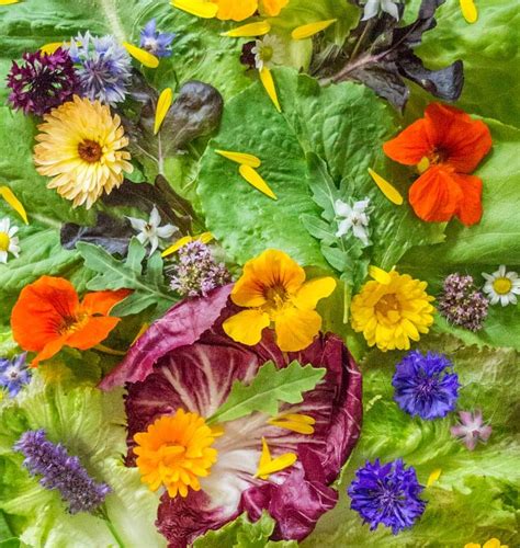 This season, play with fresh flowers somewhere unexpected: List of Edible Flowers - West Coast Seeds