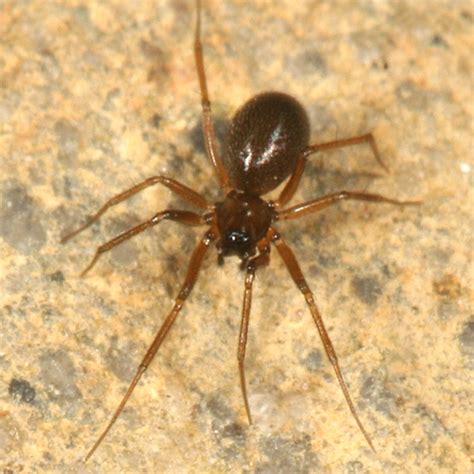 Small Brown Spider Bugguidenet