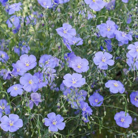 Blue Flax Seeds Linum Perenne Wildflower Seed