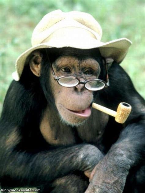 Pissing them off is a piece of cake. Funny Pictures Gallery: funny monkey pictures,funny monkey ...