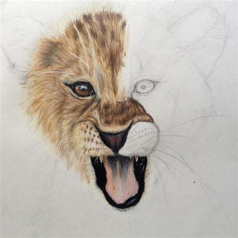 Lion Cub Drawing By Xxeucaxx On Deviantart