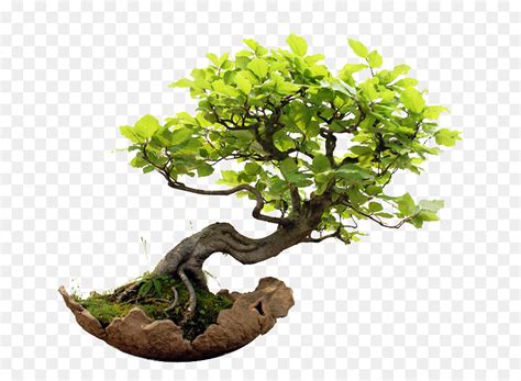 Ficus Benjamina Bonsai Interior Bons I Imagen Png Imagen Transparente Descarga Gratuita