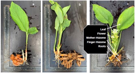 Rhizomes And Foliage Of The Three Turmeric Curcuma Longa Varieties