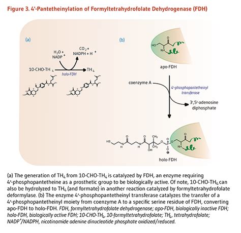 Pantothenic Acid Linus Pauling Institute Oregon State University