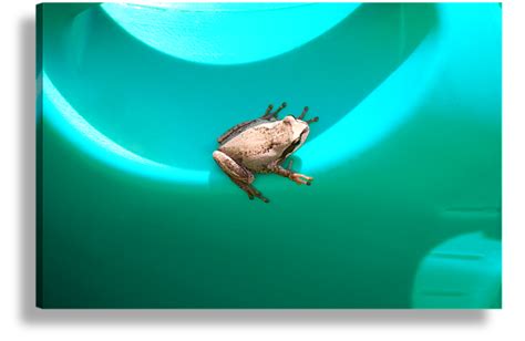 Green Frog Photo Art Canvas