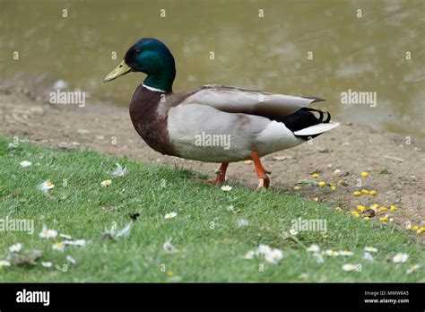 A Waddling Duck High Resolution Stock Photography And Images Alamy