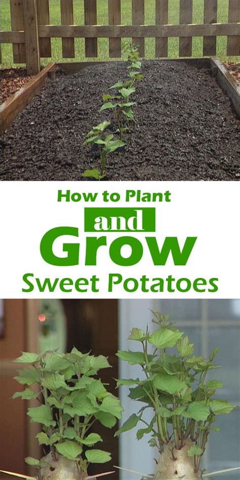 Easy Tips How To Plant And Grow Sweet Potatoes Growing